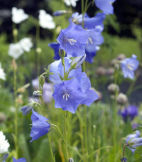 Zvonek broskvolistý modrý - Campanula persicifolia - semena zvonku - 0,1 g
